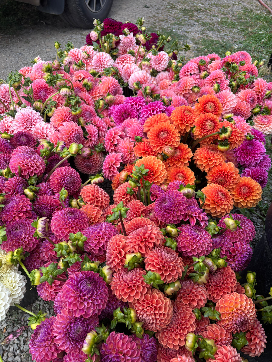Cut Dahlias | DIY Bucket