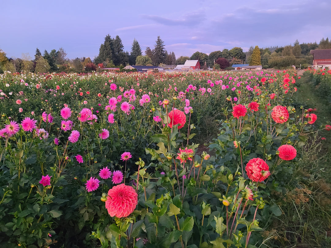 Dahlia Tubers