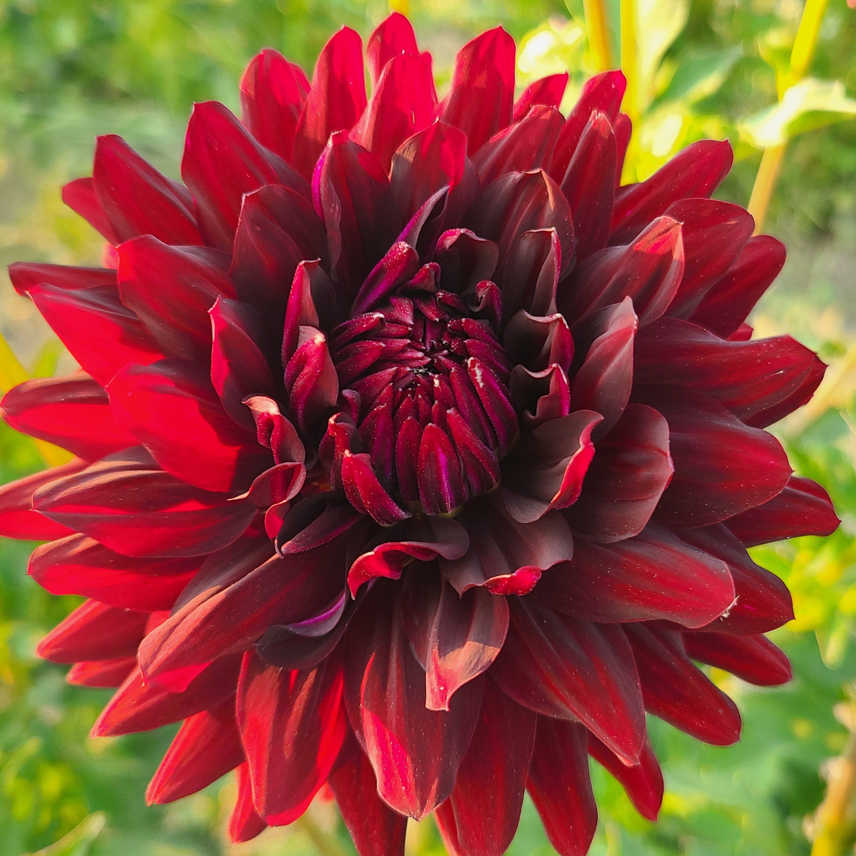 Hollyhill Black Beauty