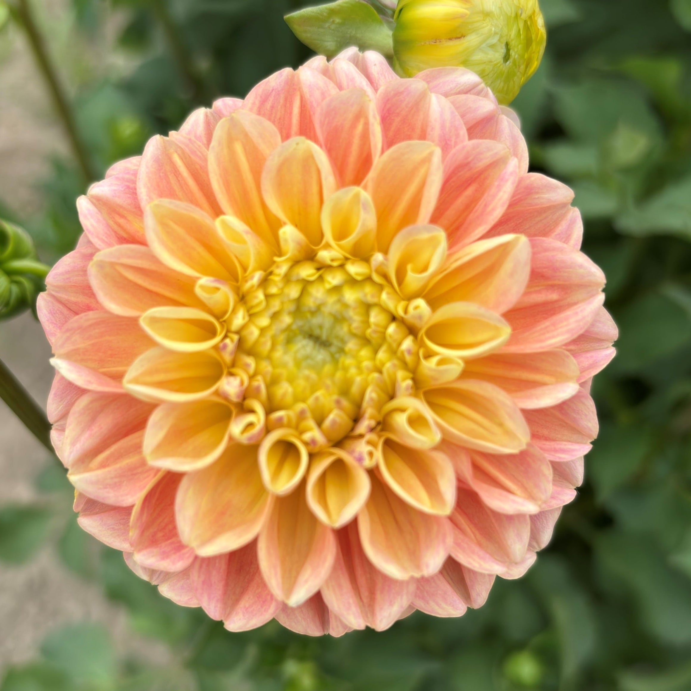 Peach Yellow Apricot (unnamed)