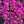 Pink Sylvia