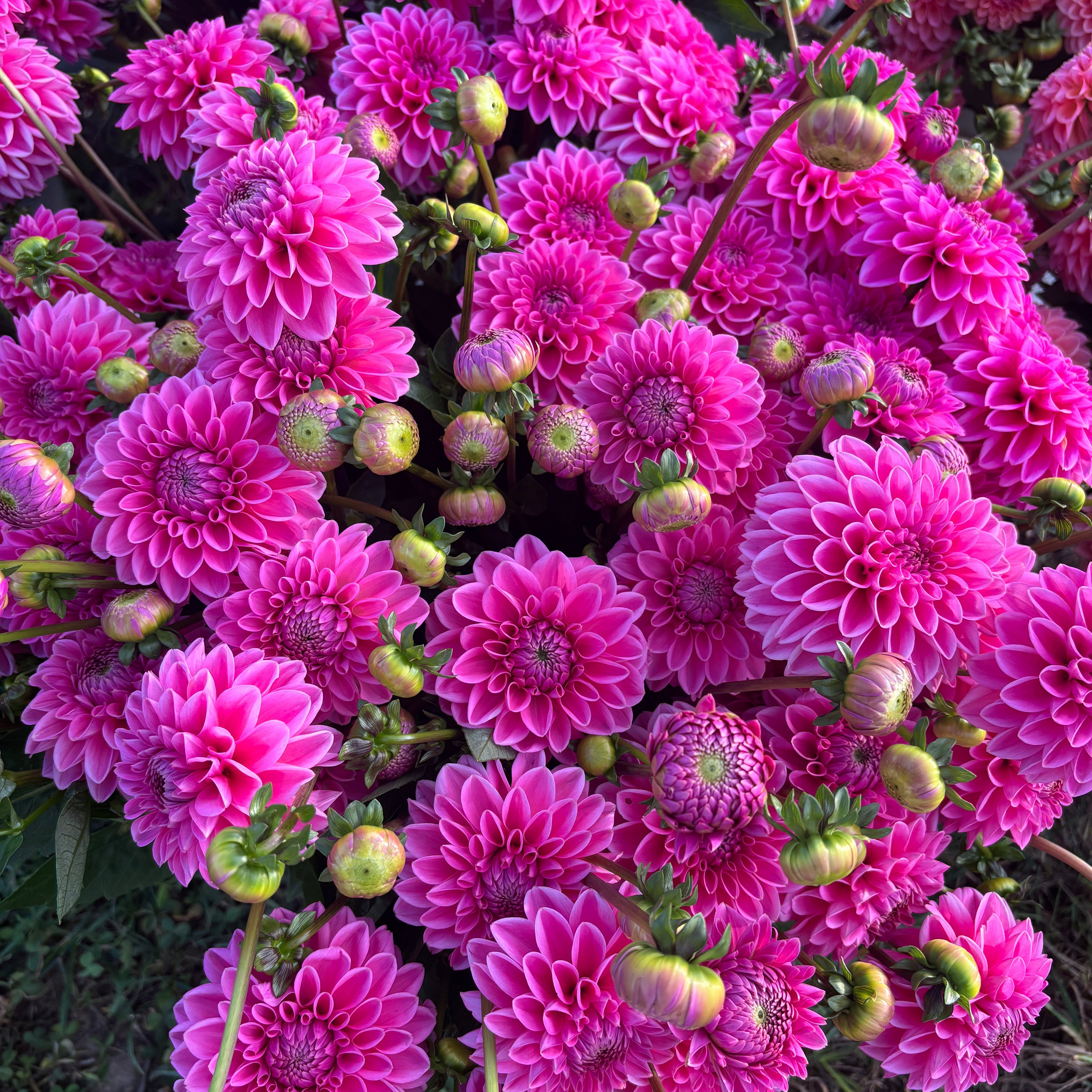 Pink Sylvia