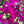 Cryfield Harmony image 0