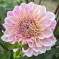 Sweet Nathalie