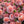 Peaches image 0