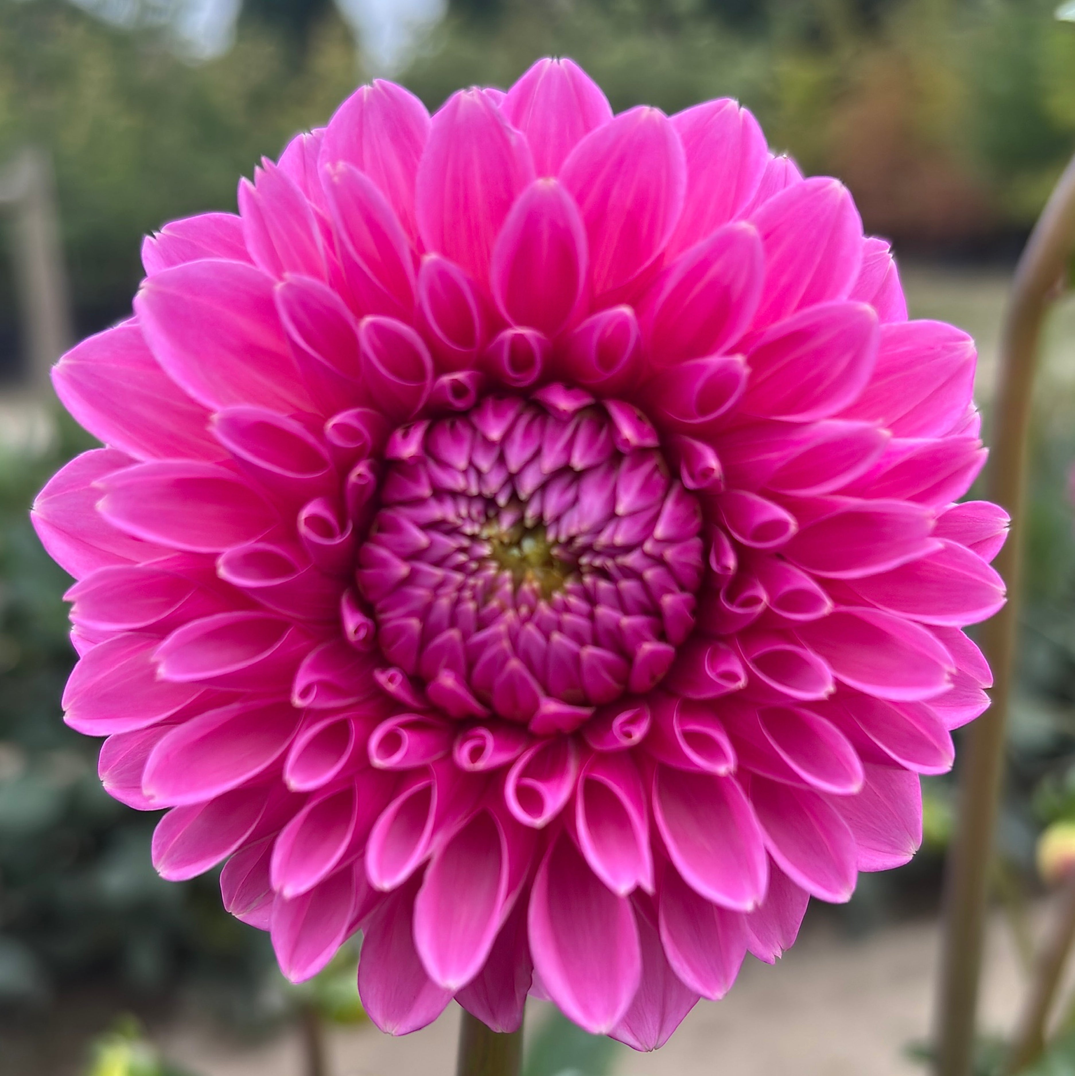 Pink Sylvia