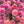 Linda's Baby image 0