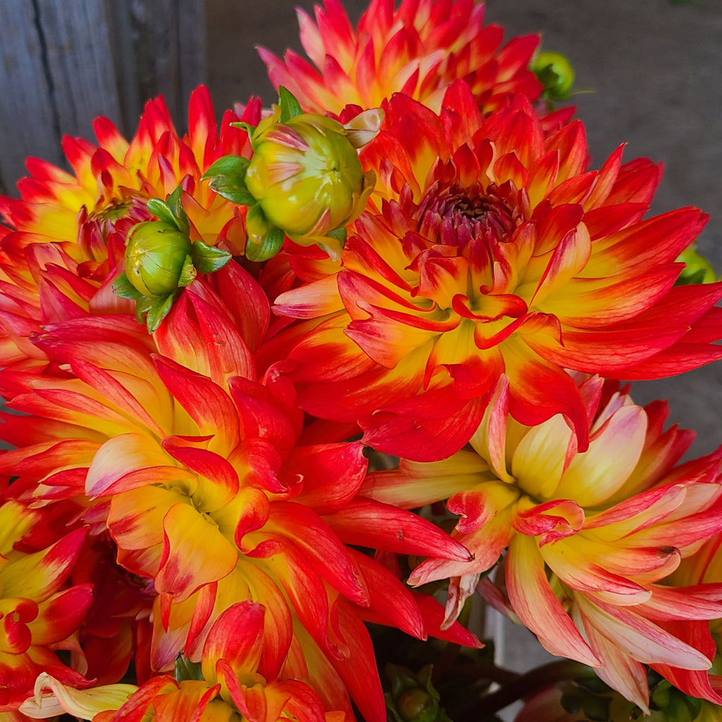 Aloha image 0