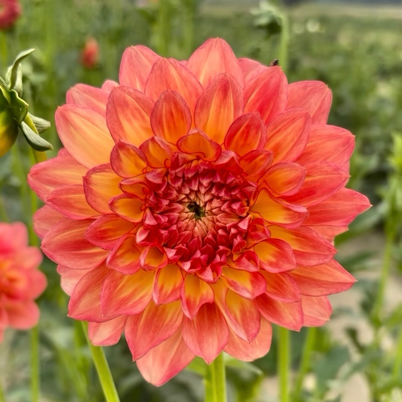 Orange Decorative (unnamed)