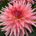 Bristol Peach (possibly)