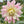 Large pink and white flower with green leaves in the background