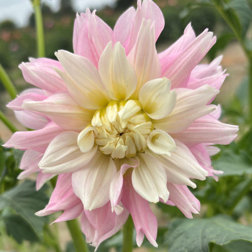 Large pink and white flower with green leaves in the background