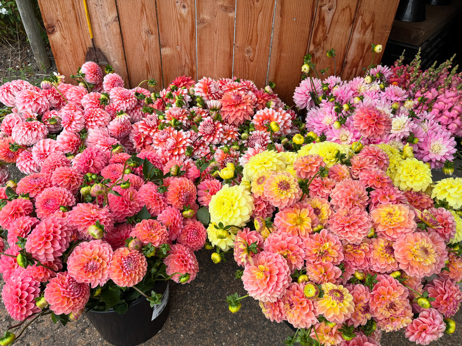 Large, bountiful dahlia buckets in pink, coral, yellow, and orange, displayed for your perfect event. Local pickup in Monroe, WA. 