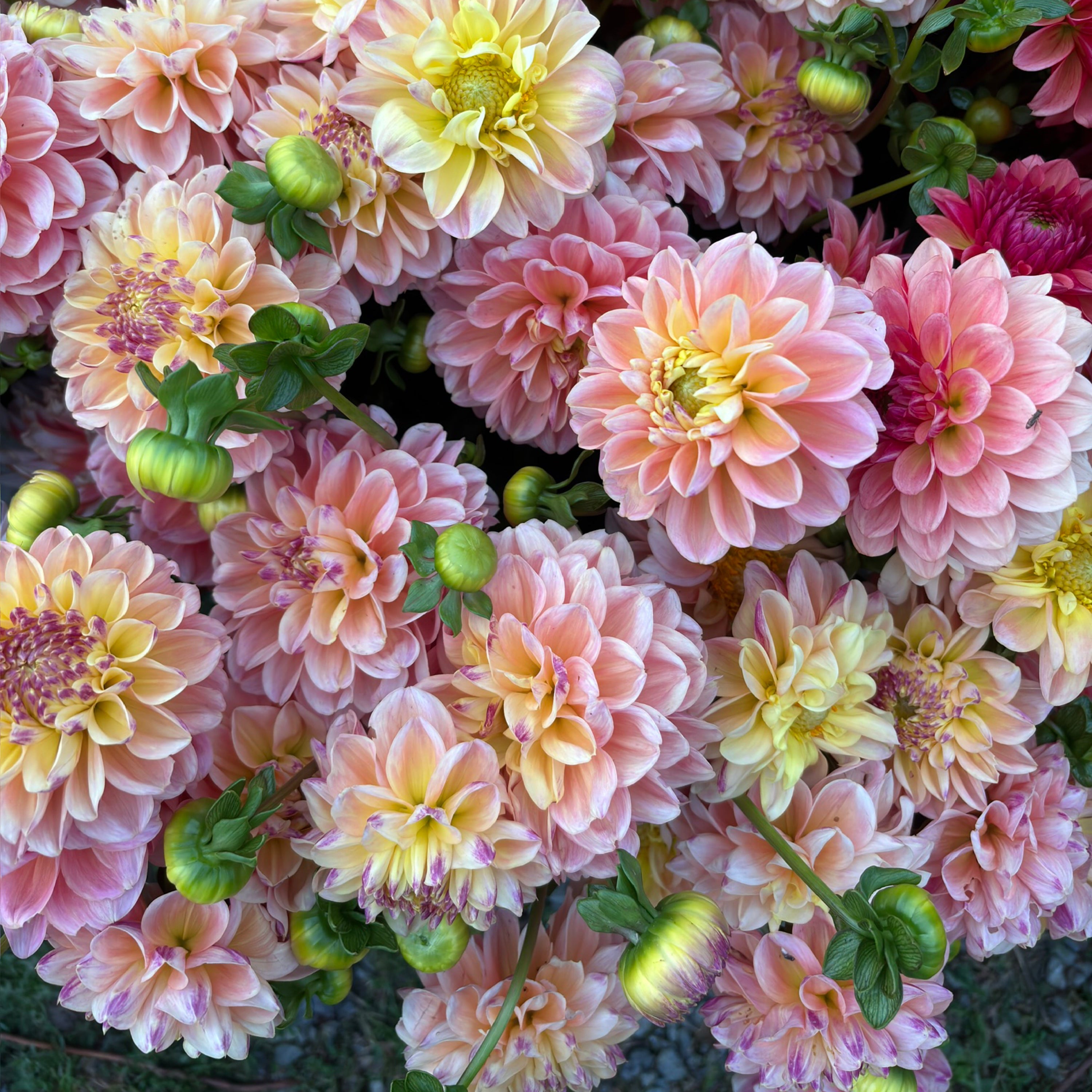 Peach Yellow Apricot (unnamed)