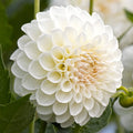 Boom Boom White