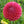 Caitlin's Joy or Coralie (mystery) image 0
